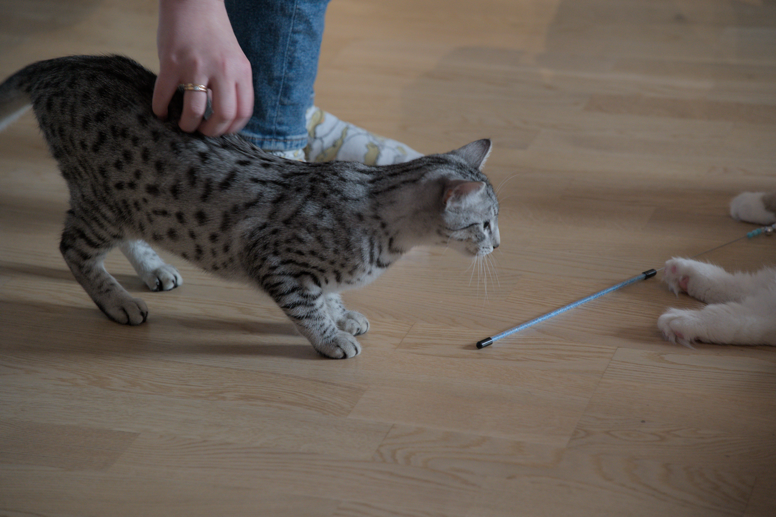 2025/10/12 - cats/DSC_0096.jpg